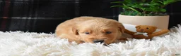 Golden Retriever dogs for sale: Logan - Ad 6