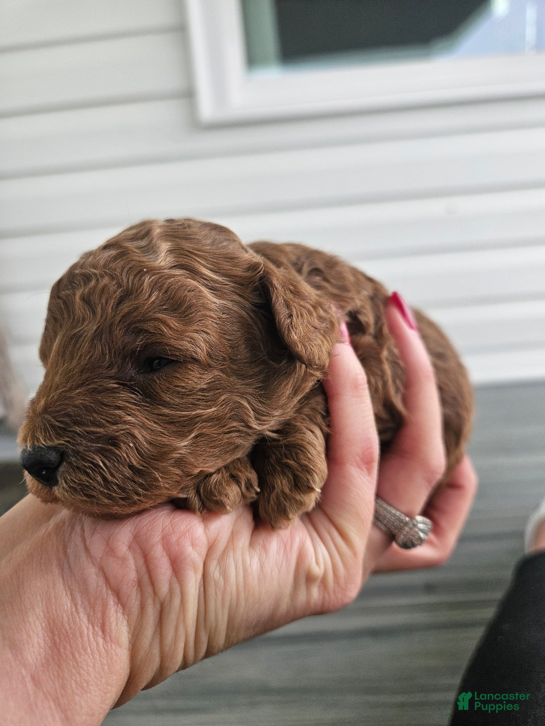 Cavapoo dogs for sale: Sully - Ad 5