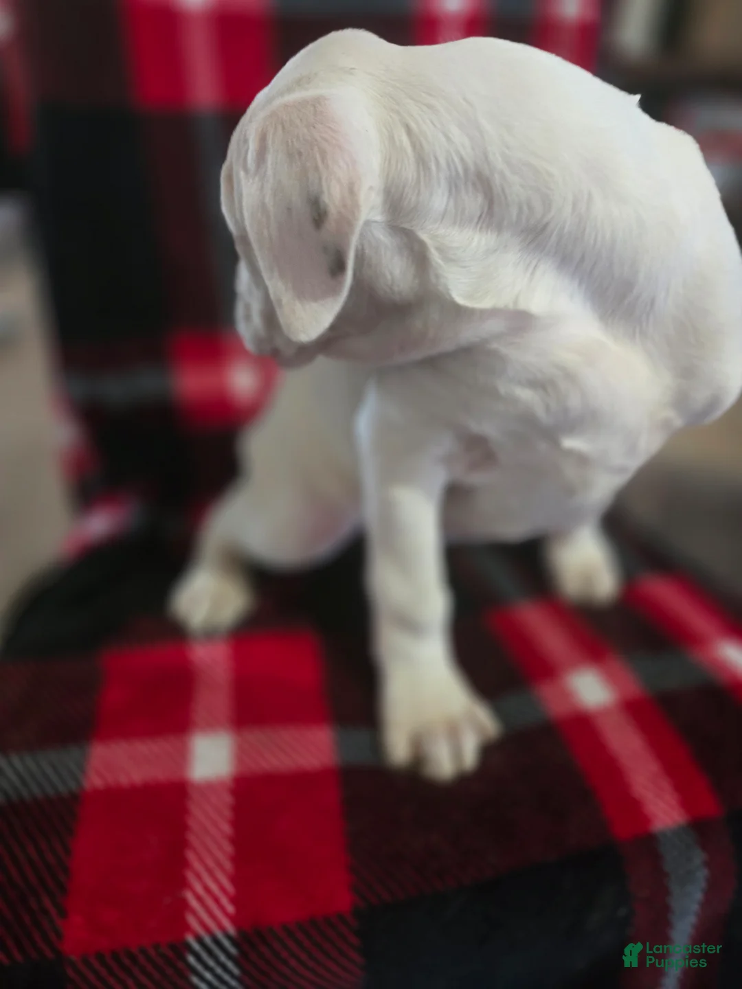 Boxer dogs for sale: Sam - Ad 6