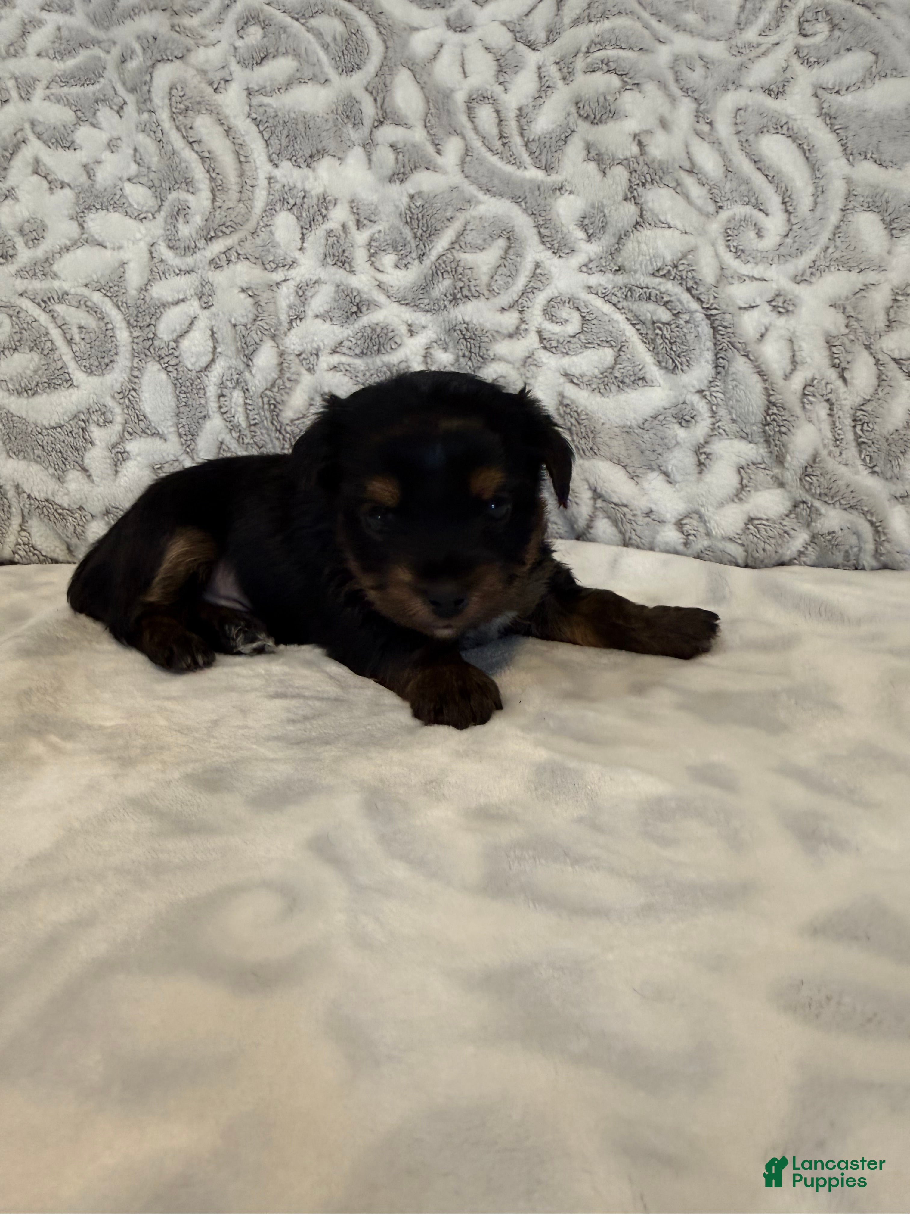 Yorkshire Terrier dogs Teddy - Ad 2