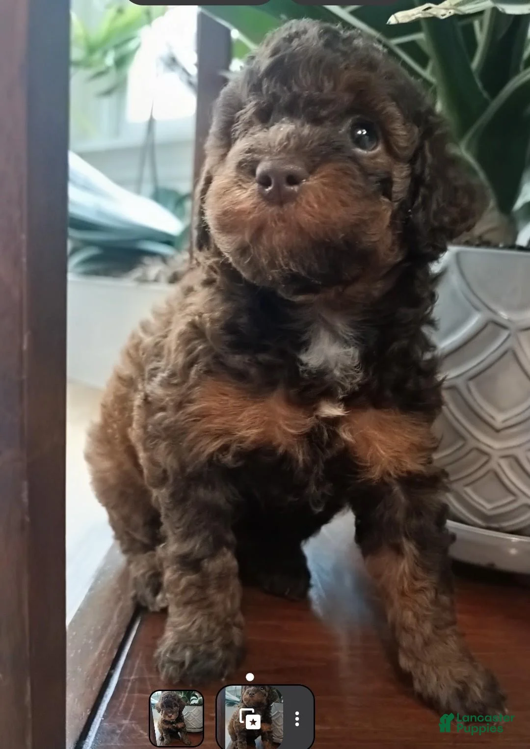 Miniature Poodle dogs for sale: Zara - Ad 1
