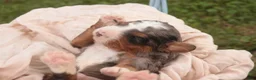 Bernedoodle dogs for sale: Everest Miniature Bernedoodle  - Ad 11