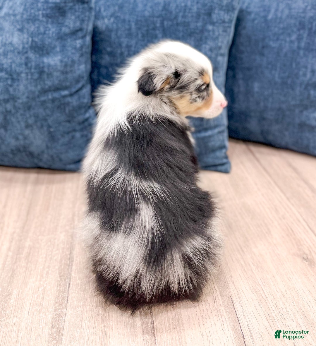 Miniature Australian Shepherd dogs for sale: Bo - Ad 5