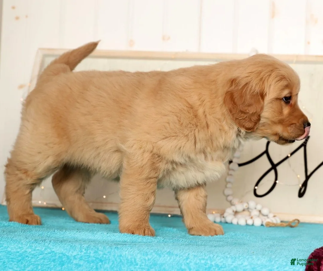 Golden Retriever dogs for sale: Rusty - Ad 8