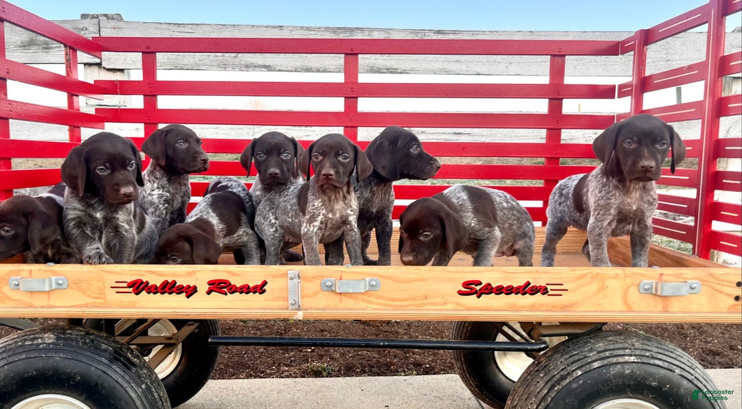 German Shorthaired Pointer dogs for sale: Peebles❤️🐾AKC Registered❤️🐾Call 717-321-3928 - Ad 3