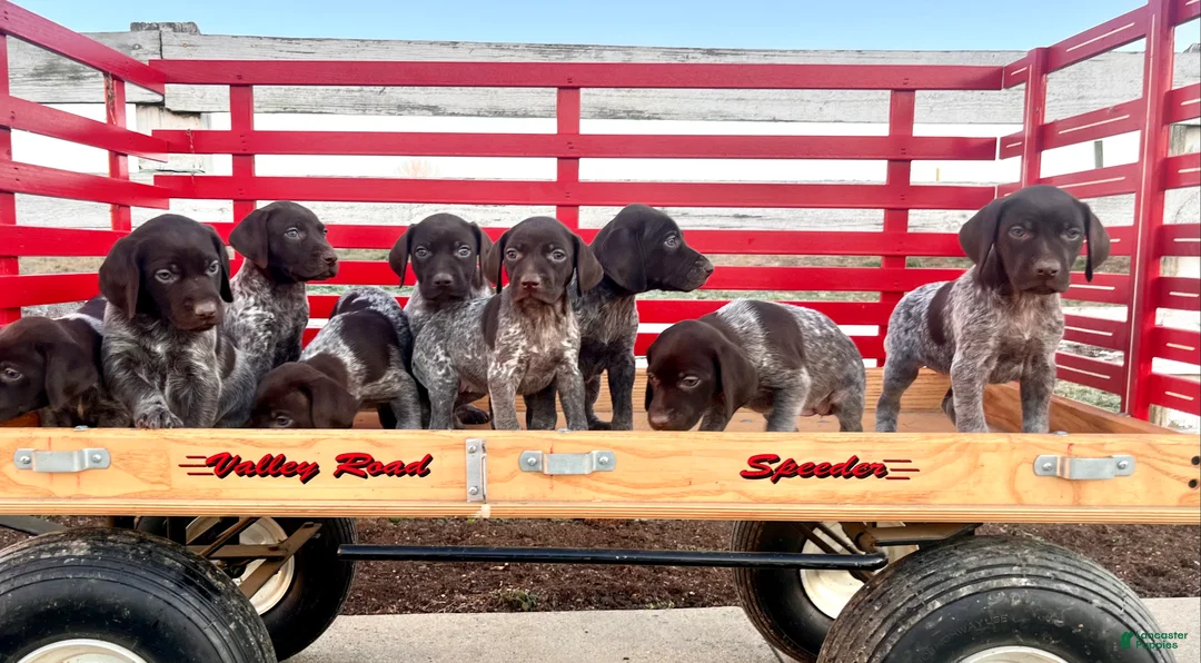 German Shorthaired Pointer dogs for sale: Peebles❤️🐾AKC Registered❤️🐾Call 717-321-3928 - Ad 3