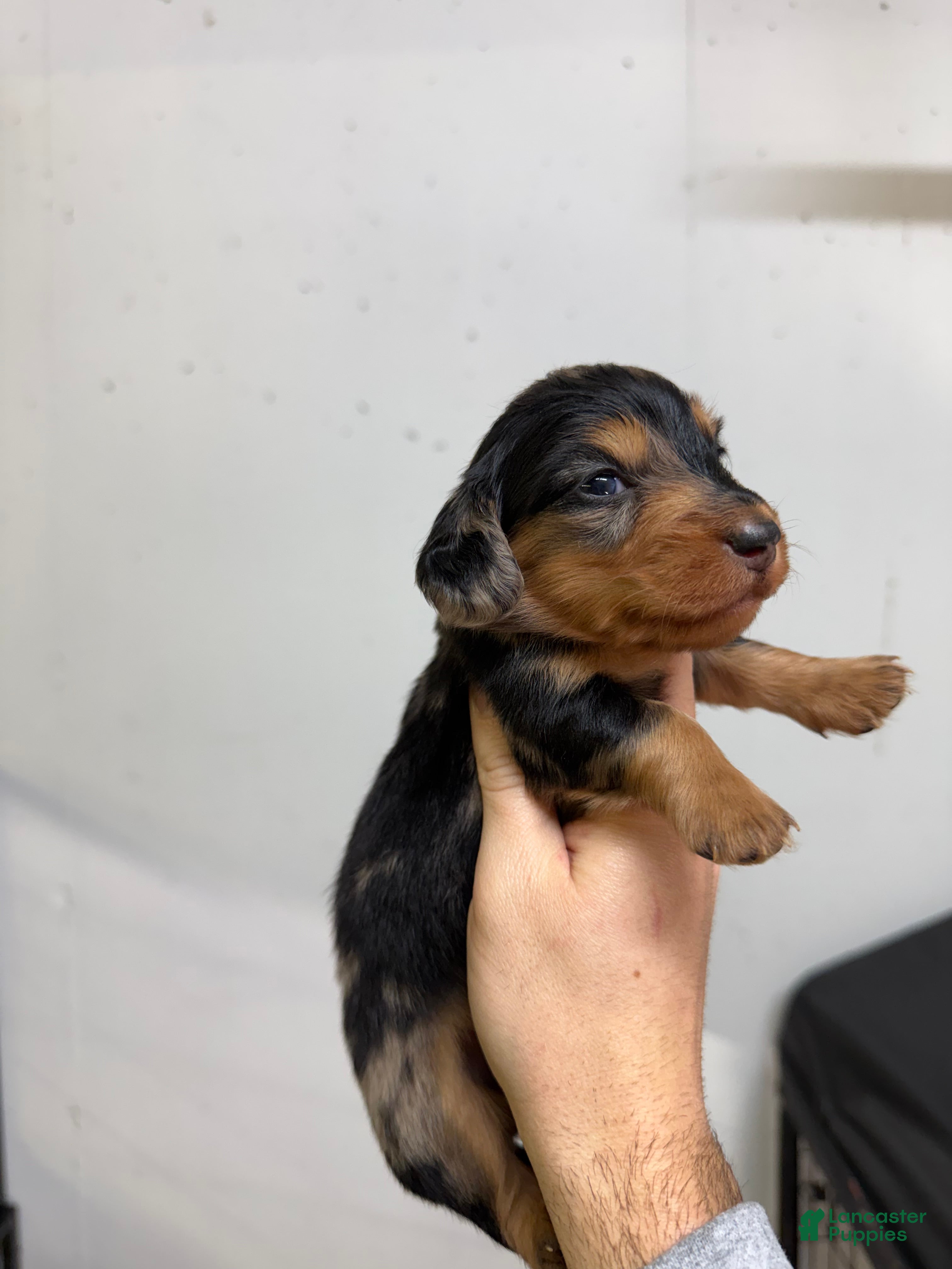 Miniature Dachshund dogs Colton LH  - Ad 12
