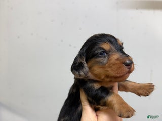 Miniature Dachshund dogs Colton LH - Ad 12