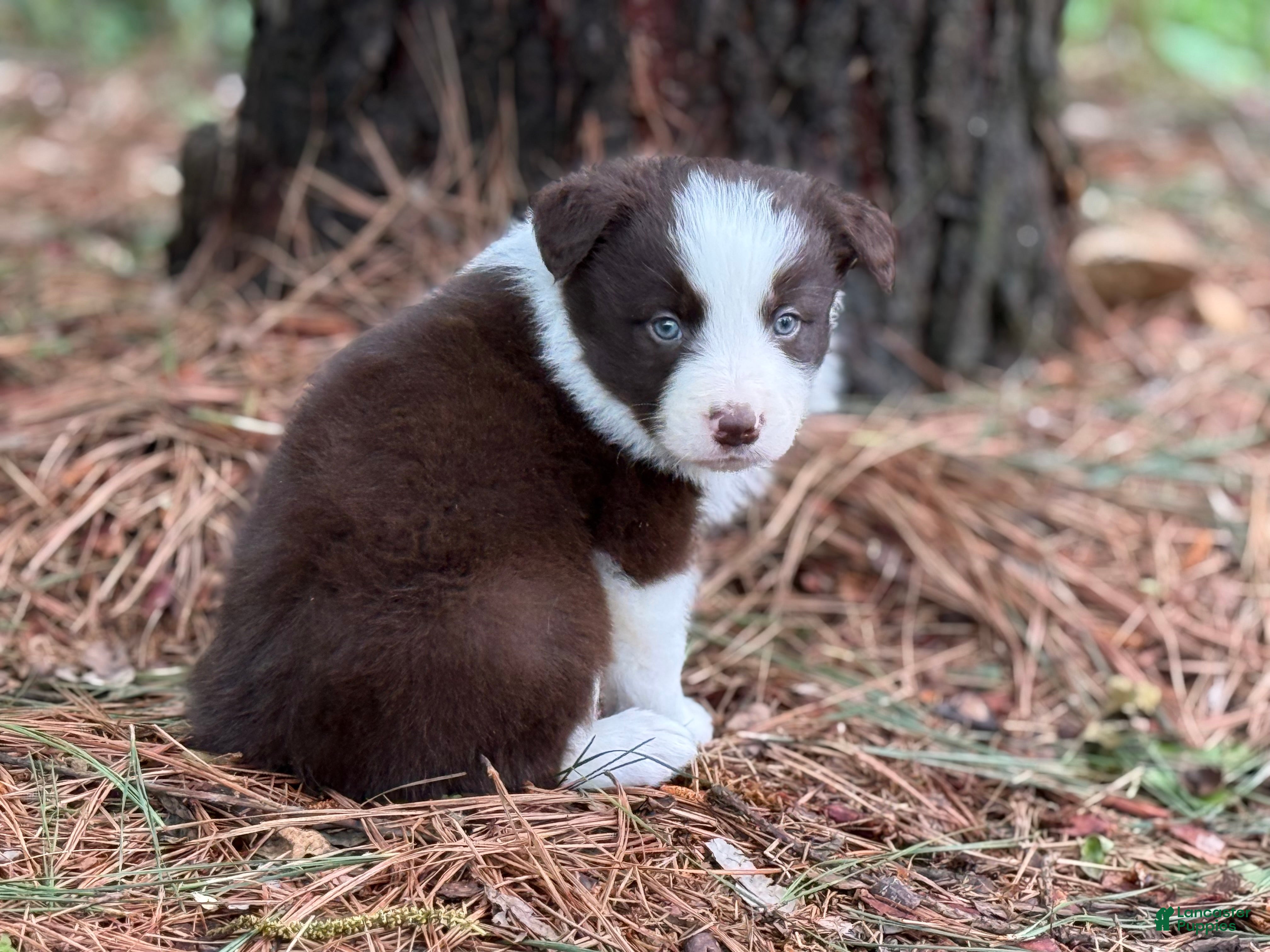 Border Collie dogs Red male - Ad 3