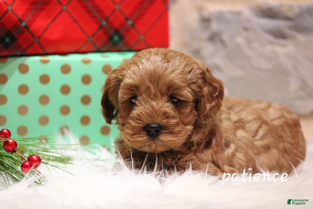 Cavapoo dogs for sale: Paitence - Ad 4