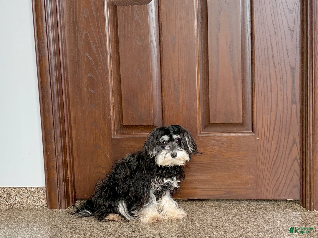 Mixed Breed dogs for sale: Hannah - Ad 6