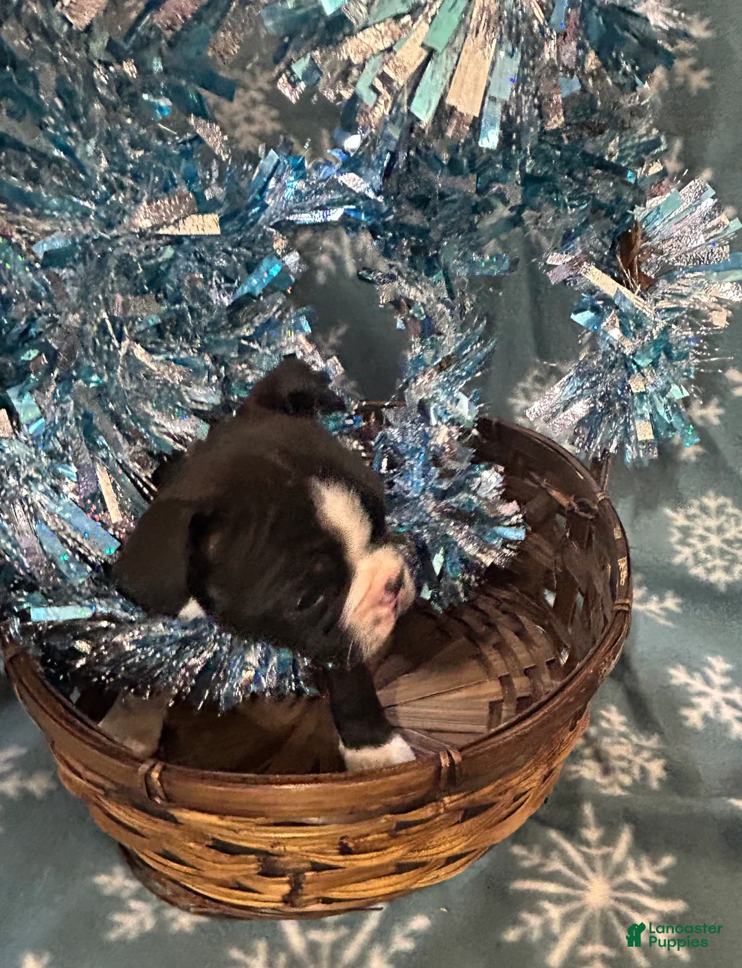 Boston Terrier dogs for sale: Boston Terrier Puppy 2 - Ad 1