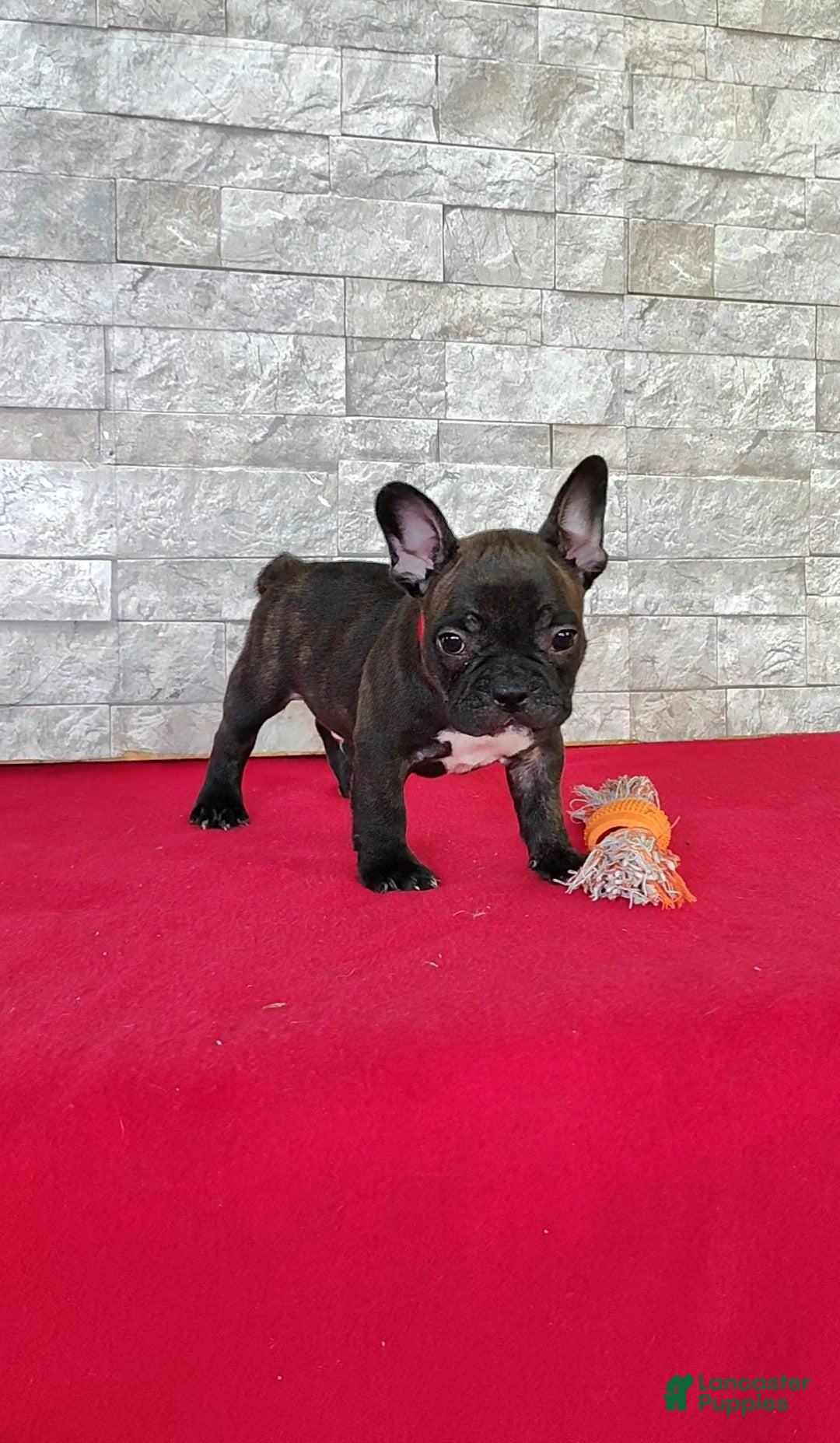 Frenchton dogs Benji - Ad 1