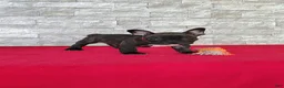 Frenchton dogs for sale: Benji - Ad 1