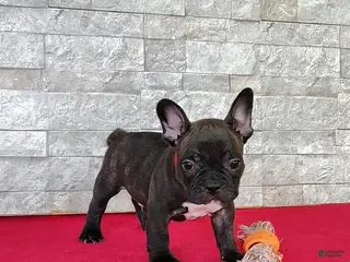 Frenchton dogs for sale: Benji - Ad 4