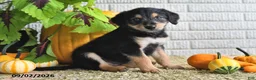 Mixed Breed dogs for sale: Lilly - Ad 4