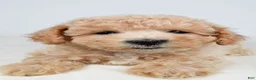 Maltipoo dogs for sale: Mia - Ad 5