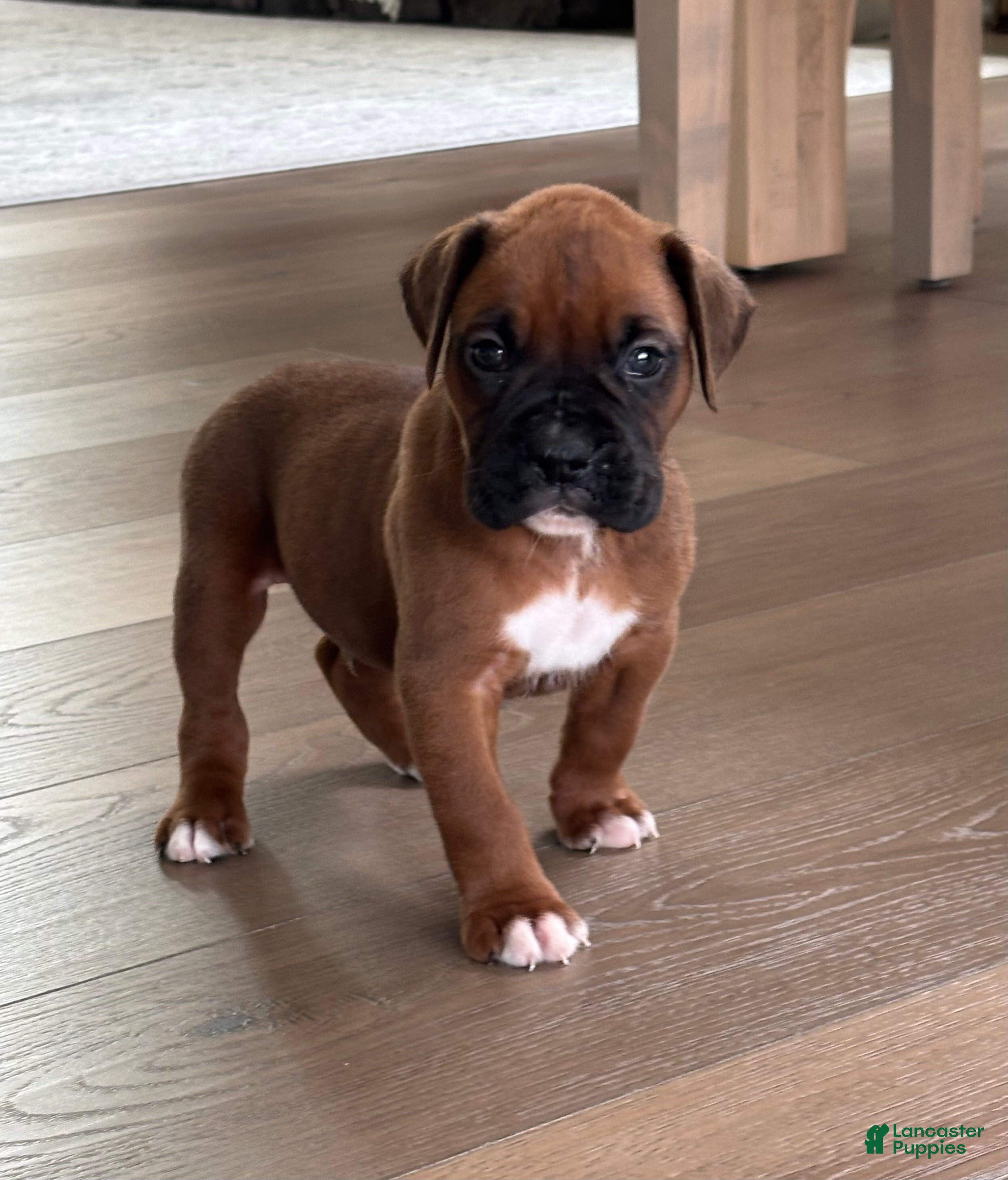 Remi