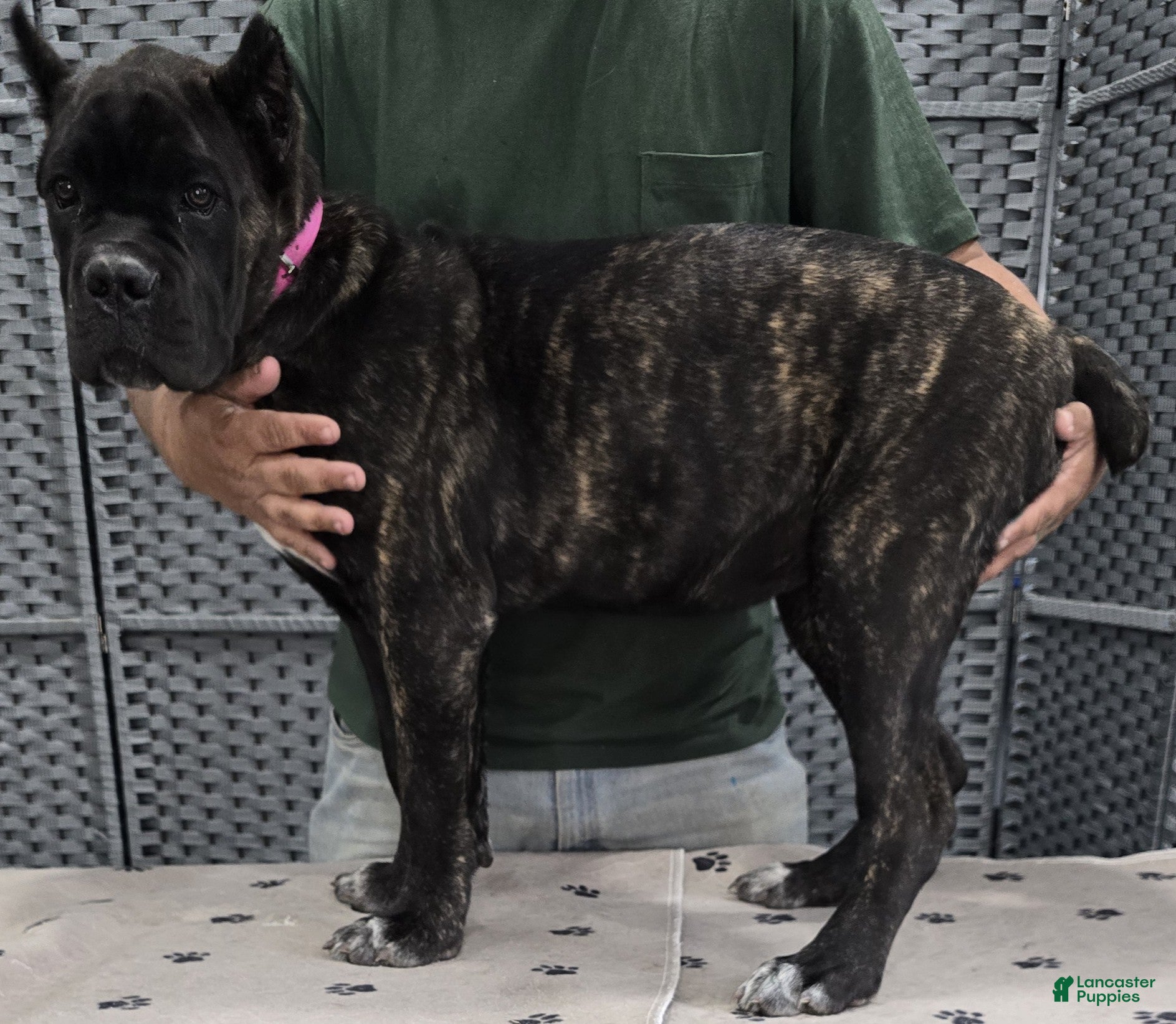 Cane Corso dogs  Hot Pink  Girl  - Ad 1