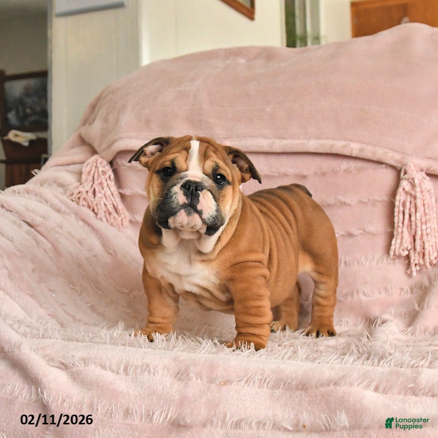 English Bulldog dogs Bella   - Ad 17