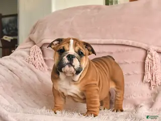 English Bulldog dogs Bella - Ad 17