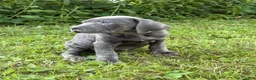 Cane Corso dogs for sale: Cane Corso 4 - Ad 9