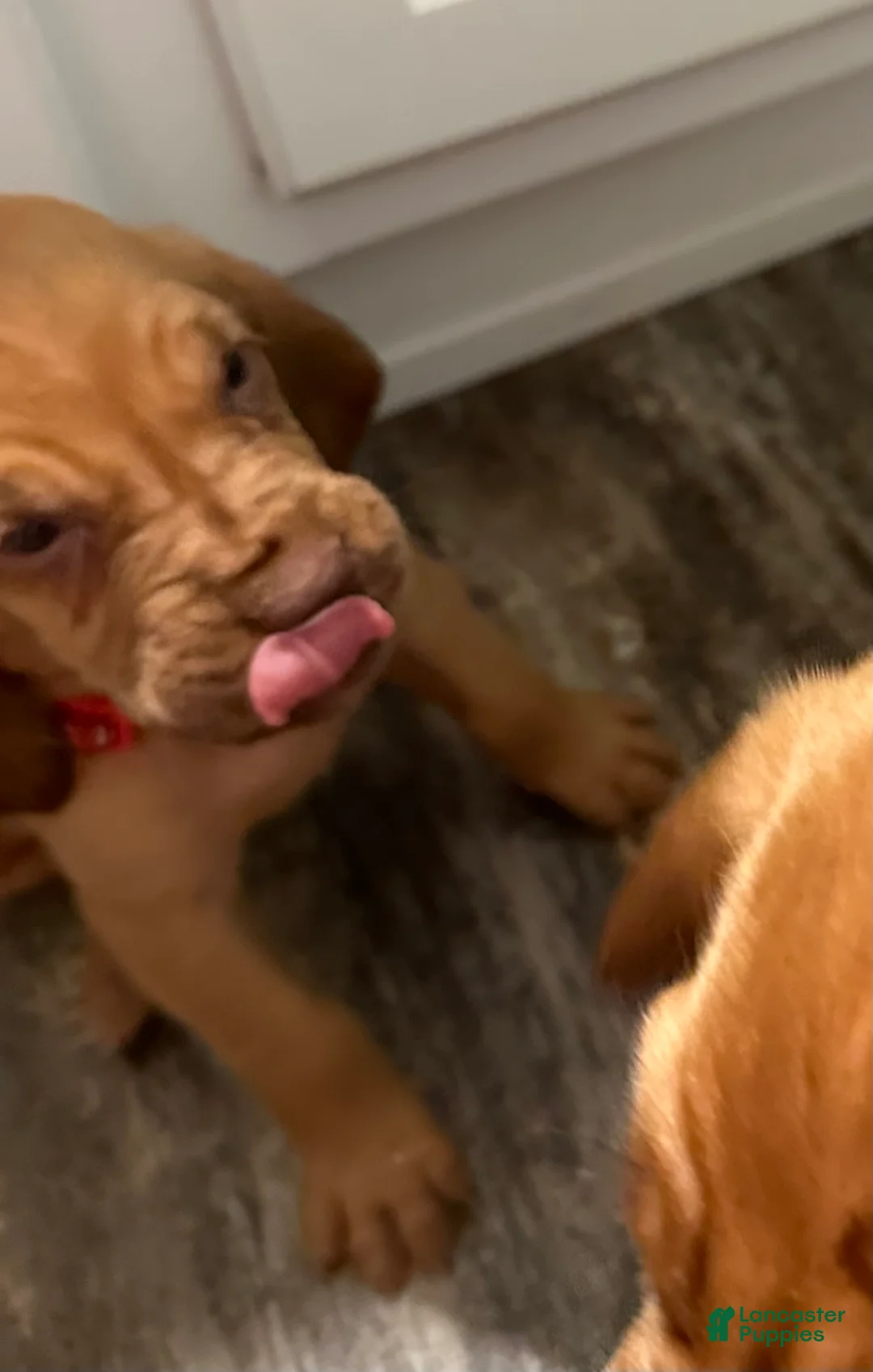 Bloodhound dogs for sale: Bloodhound Puppy 3 - Ad 1