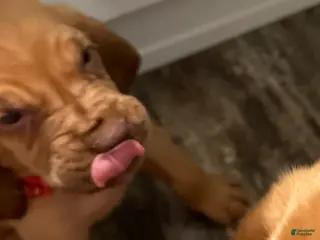 Bloodhound dogs Bloodhound Puppy 3 - Ad 2