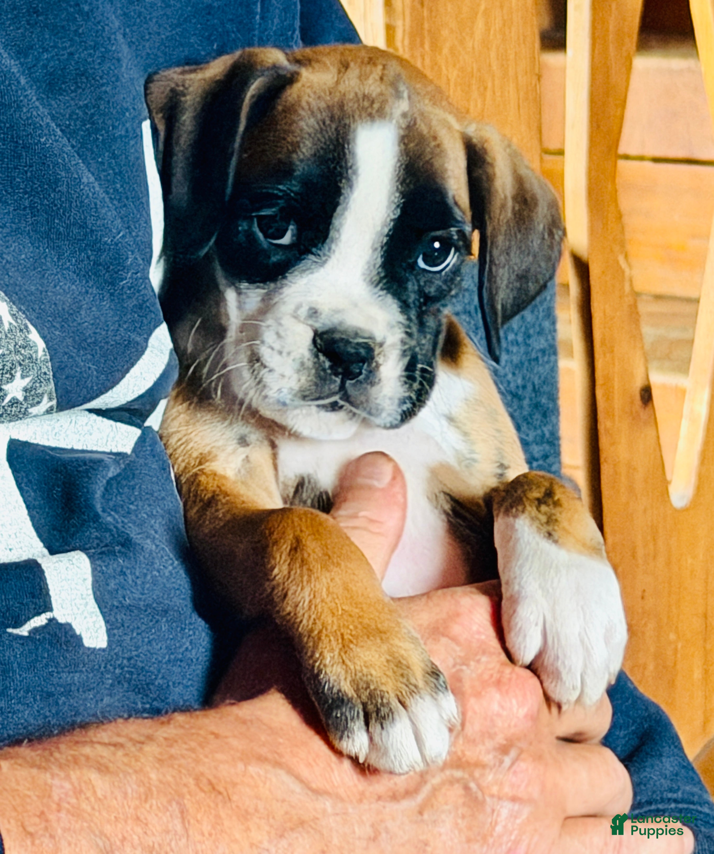 Boxer dogs ROXY-AKC-VIDEO - Ad 2