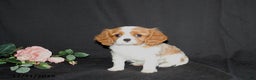 Cavalier King Charles Spaniel dogs for sale: Precious - Ad 1