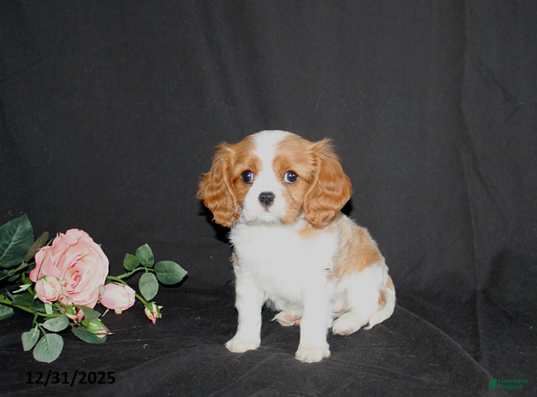 Cavalier King Charles Spaniel dogs for sale: Precious - Ad 1