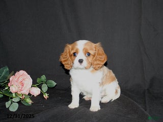 Cavalier King Charles Spaniel dogs Precious - Ad 41