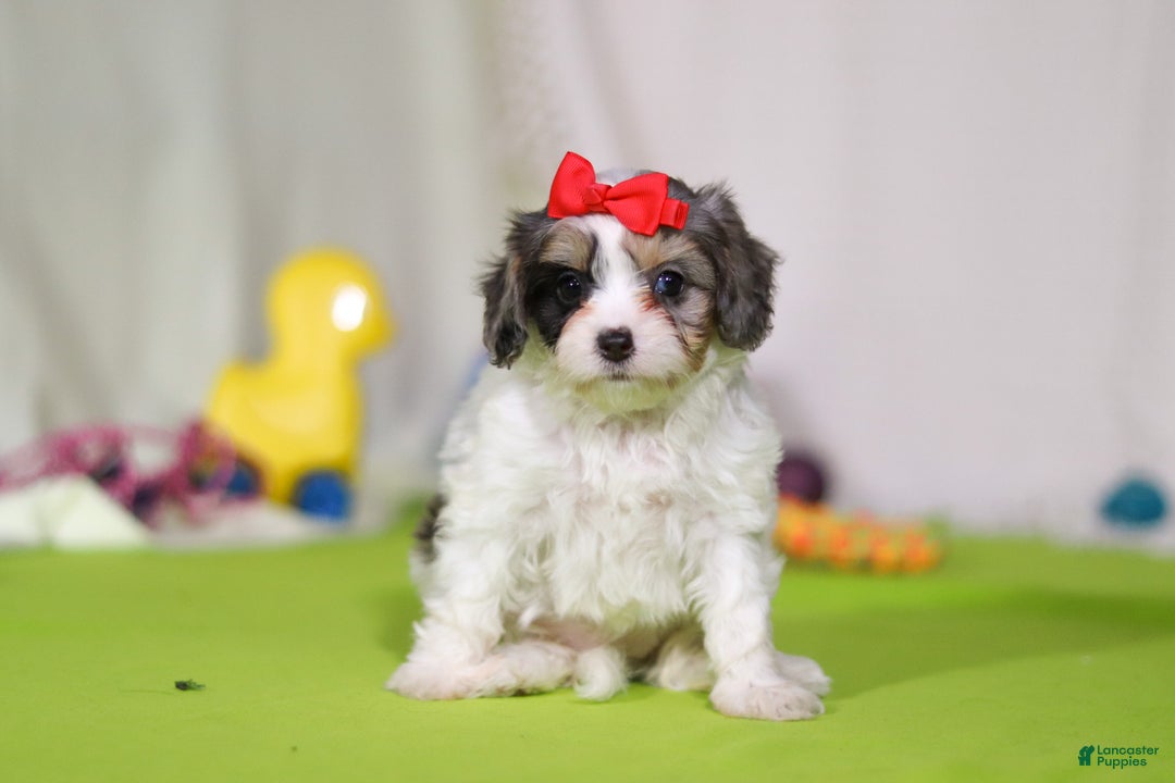 Cavapoo dogs for sale: Sasha - Ad 3