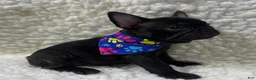 Mixed Breed dogs for sale: Boone - Ad 3