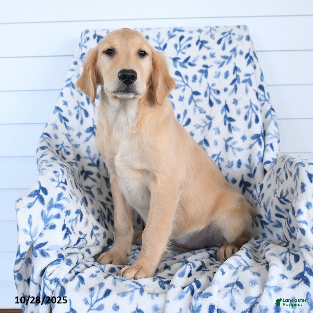 Golden Retriever dogs for sale: Peaches - Ad 2