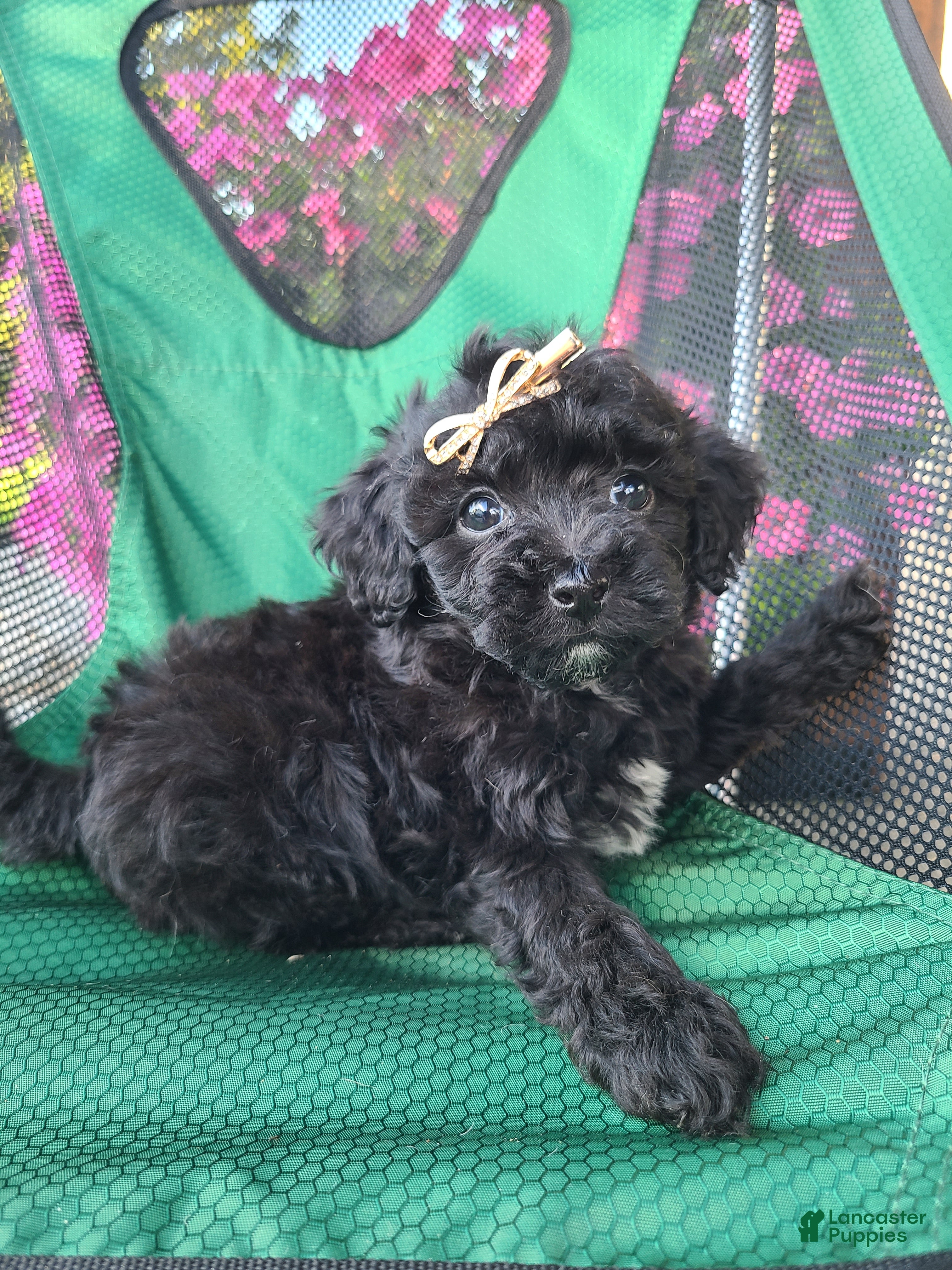 Lhasapoo dogs Coke - Ad 1