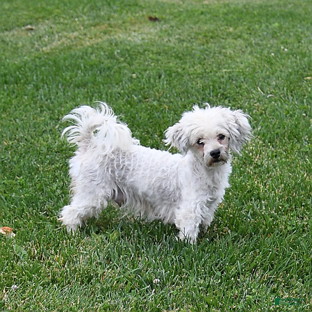 Havapoo dogs for sale: Bridget - Ad 6