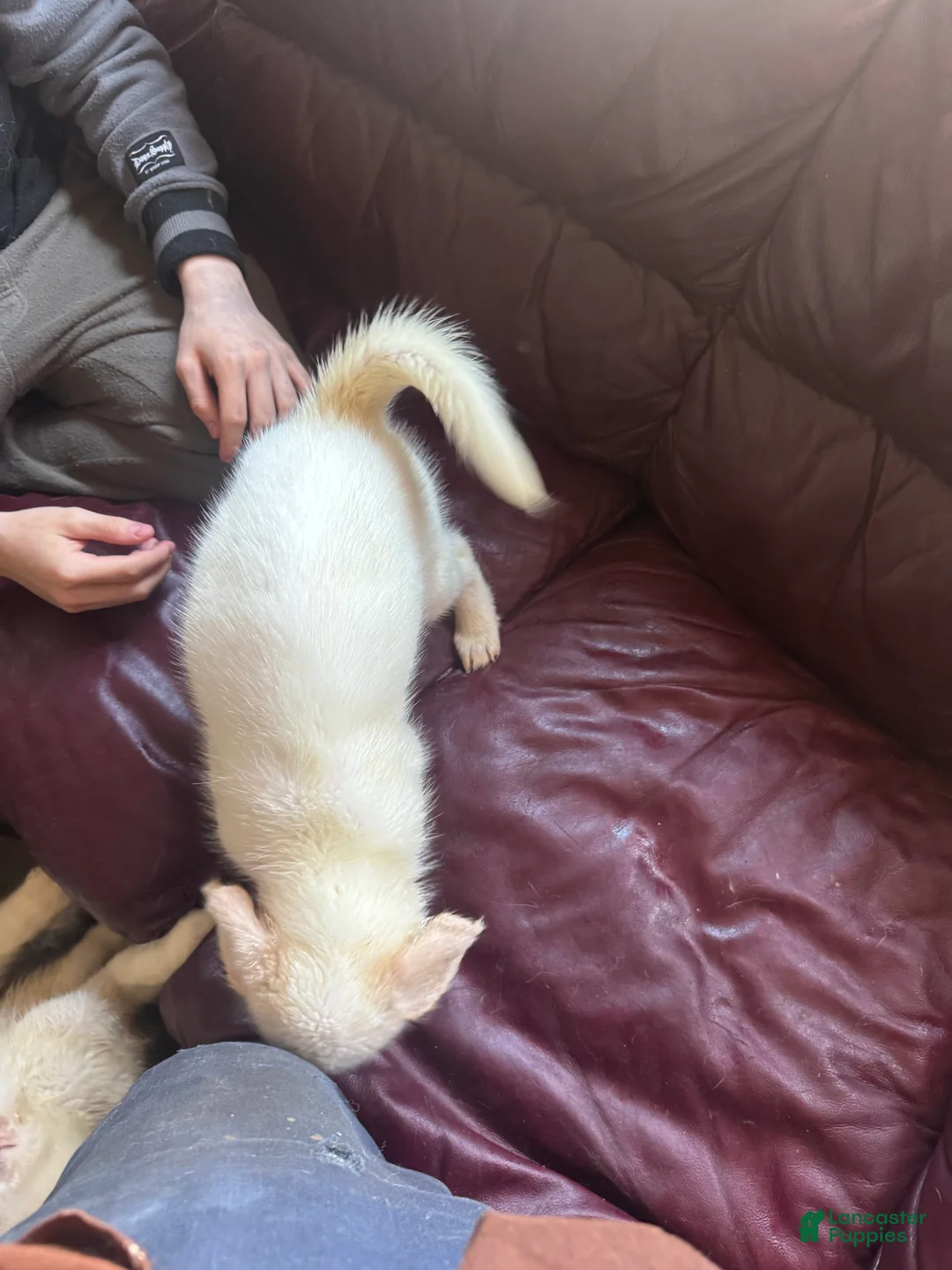 Siberian Husky dogs for sale: Siberian Husky Puppy 3 - Ad 2