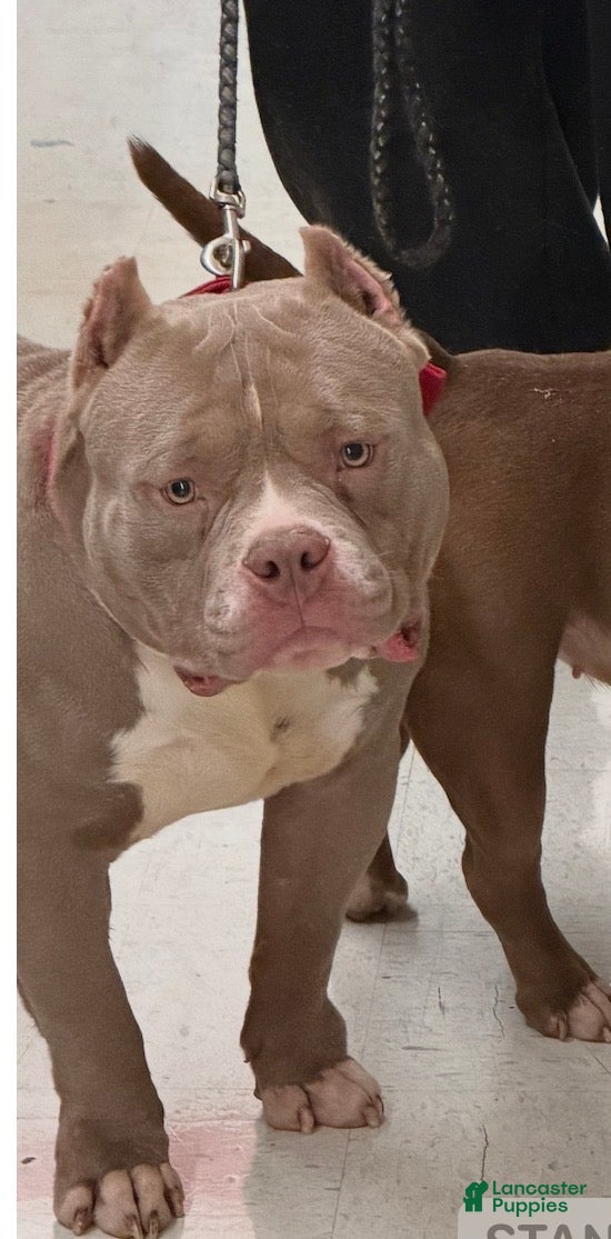 American Bully dogs American Bully Puppy 1 - Ad 39