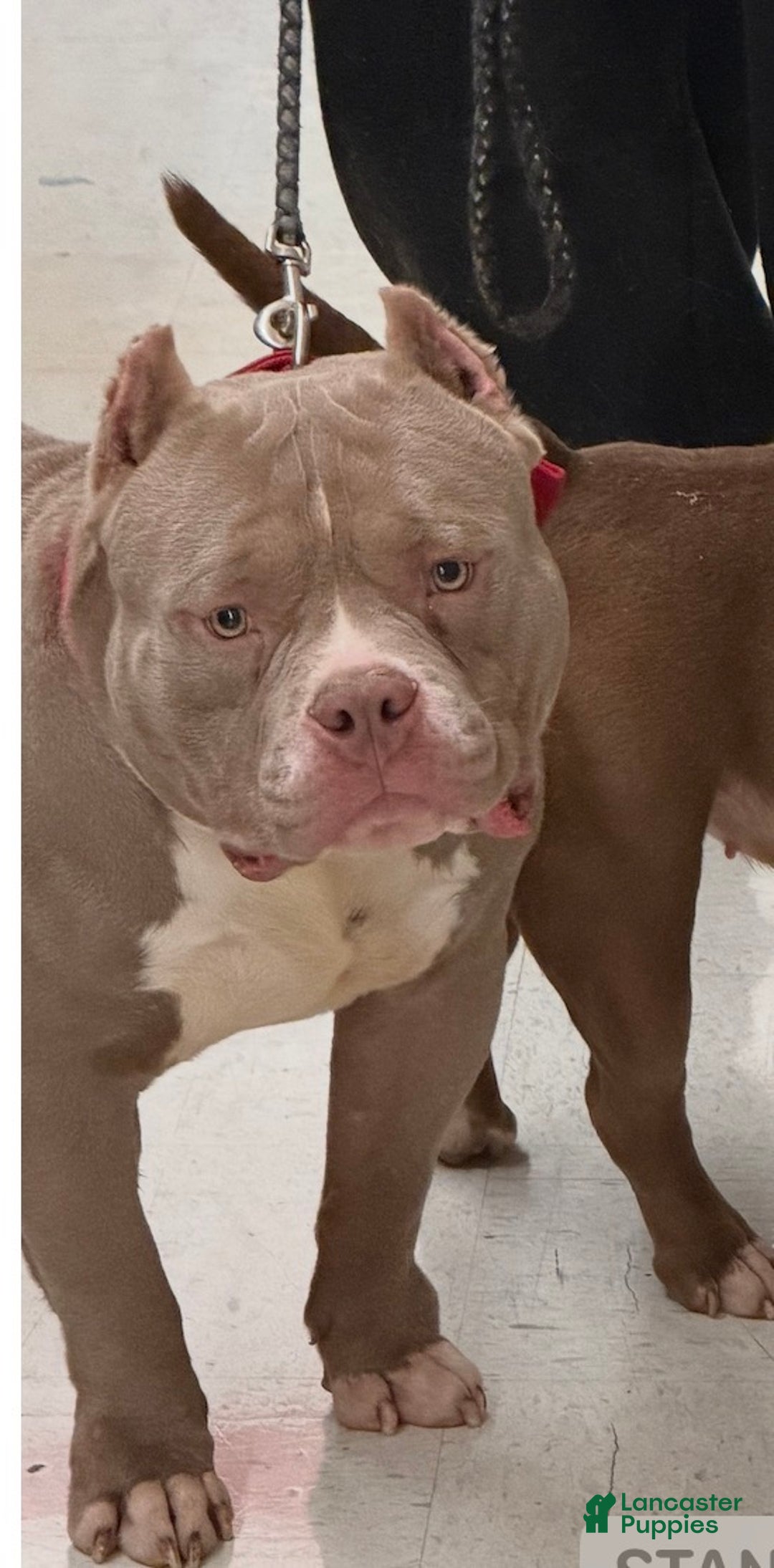 American Bully dogs for sale: American Bully Puppy 1 - Ad 1