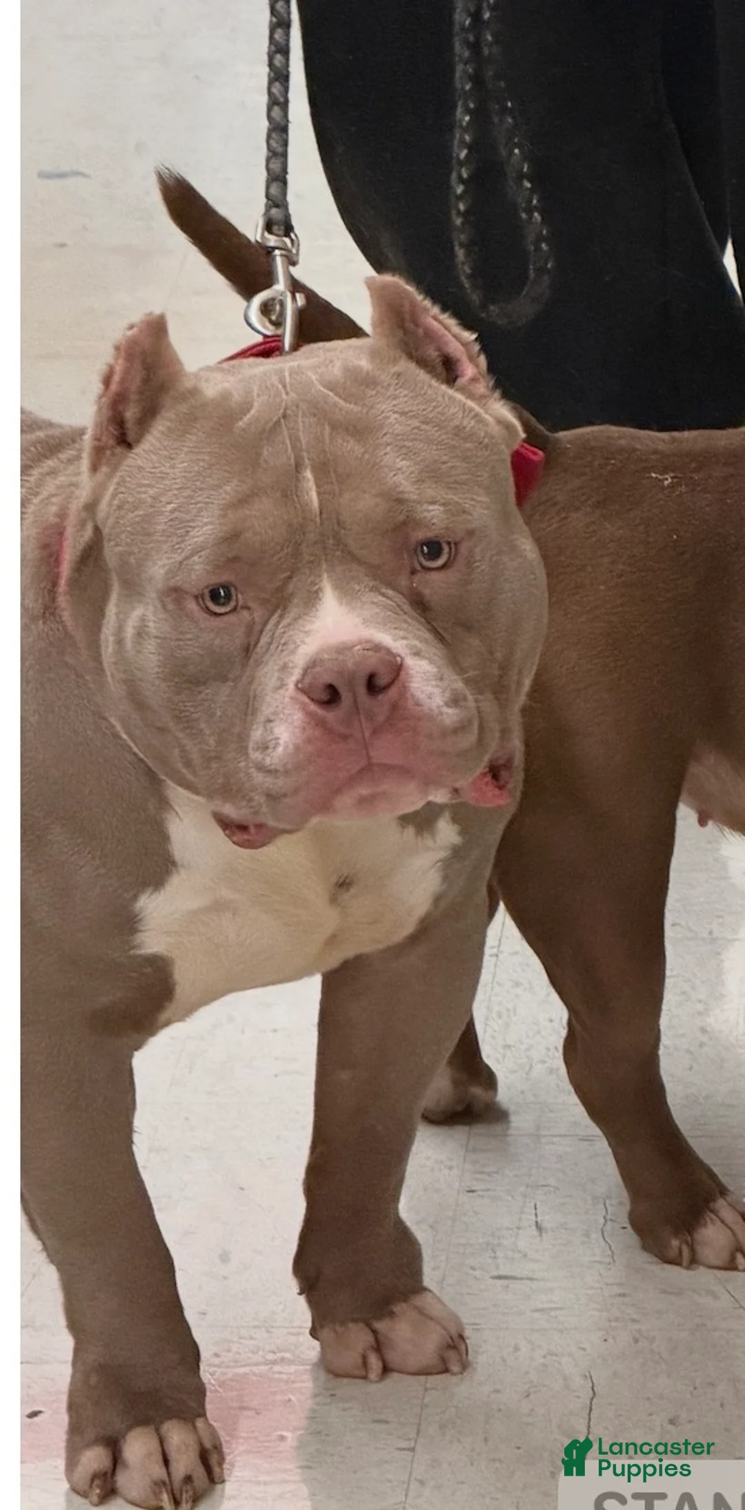 American Bully dogs for sale: American Bully Puppy 1 - Ad 1