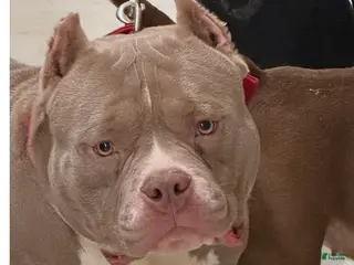 American Bully dogs American Bully Puppy 1 - Ad 15