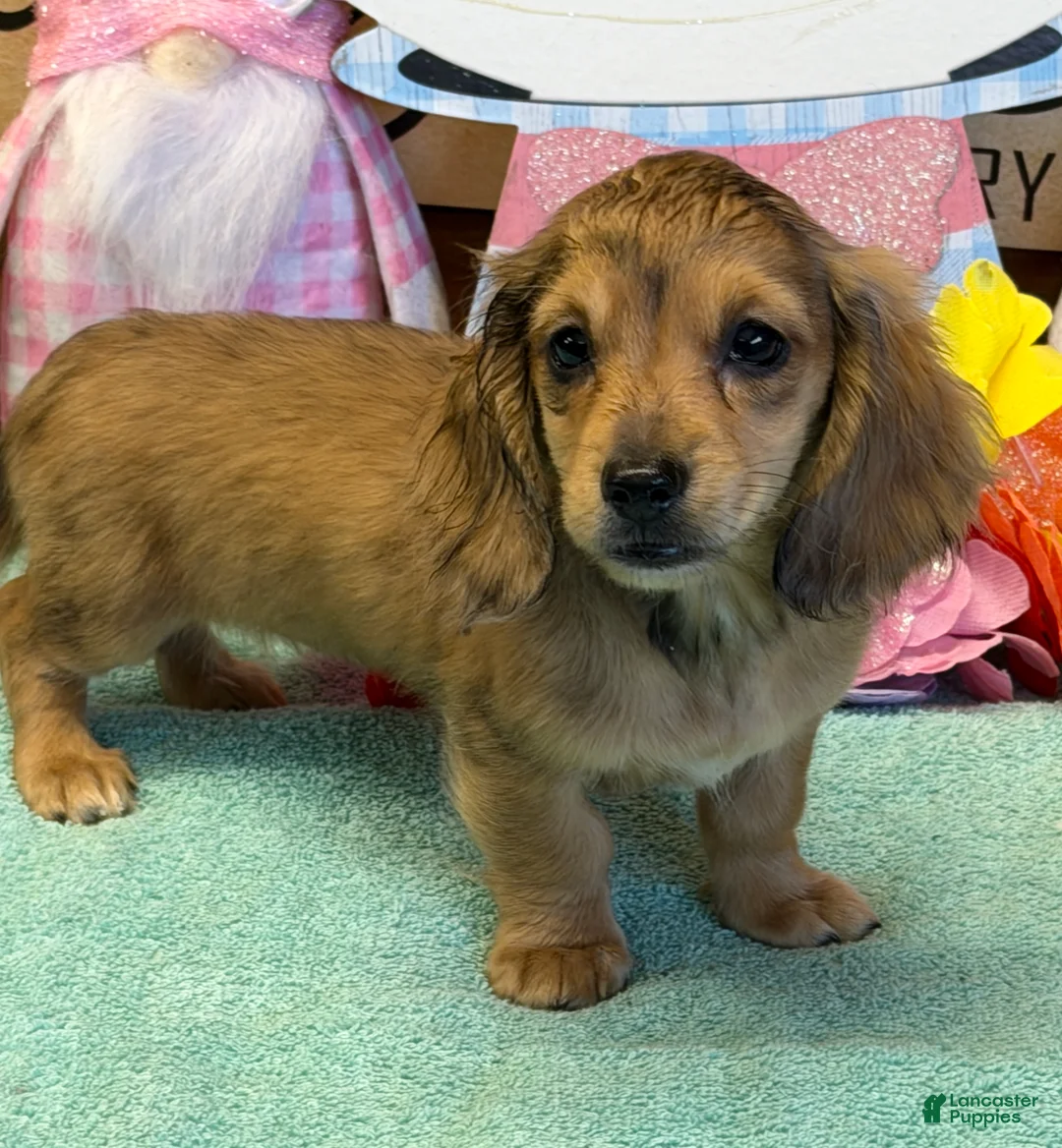 Miniature Dachshund dogs for sale: Stacy - Ad 3