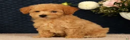 Bichpoo dogs for sale: Jacob - Ad 7