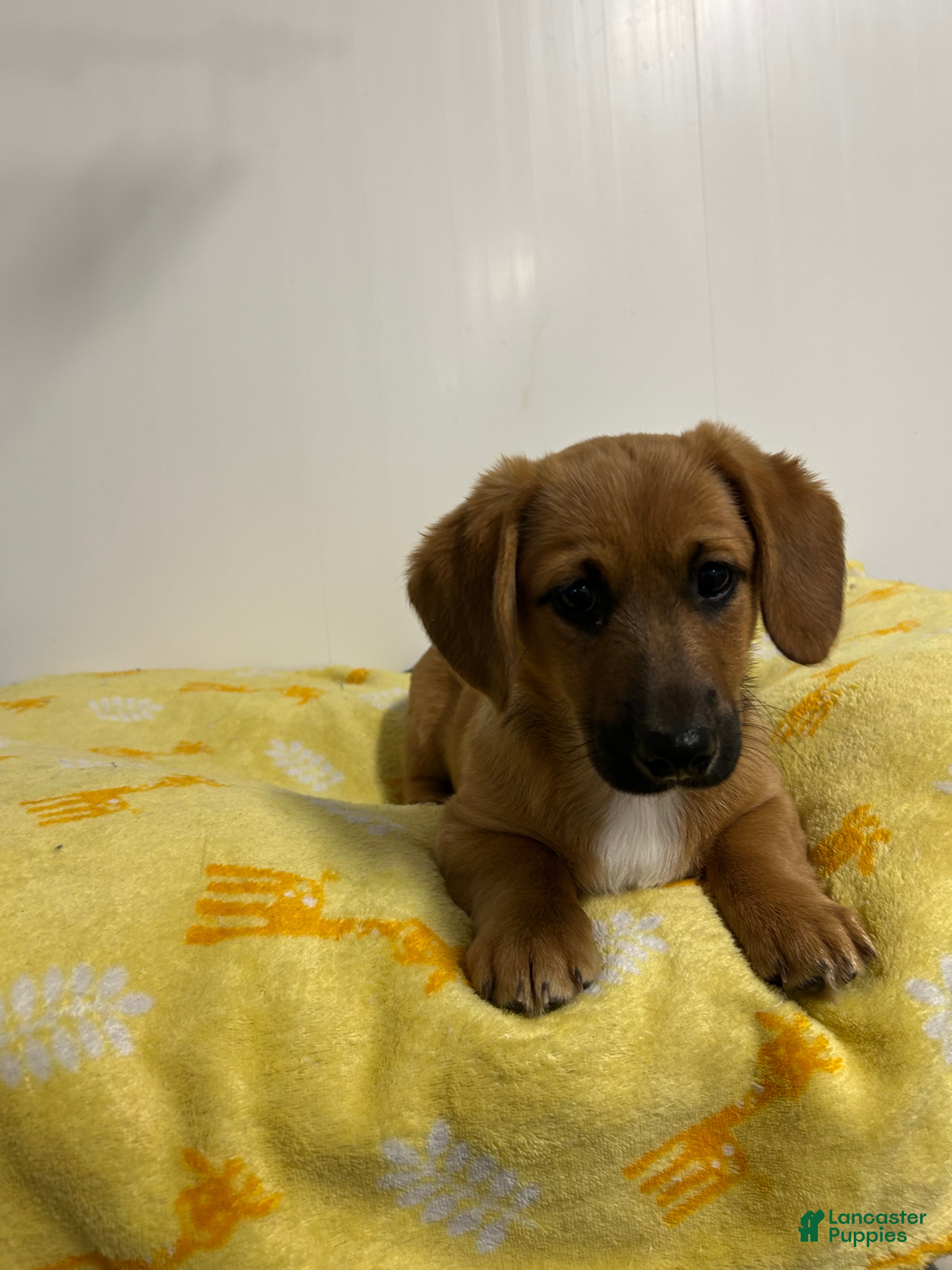 Mixed Breed dogs Abner - Ad 6