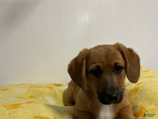 Mixed Breed dogs Abner - Ad 41