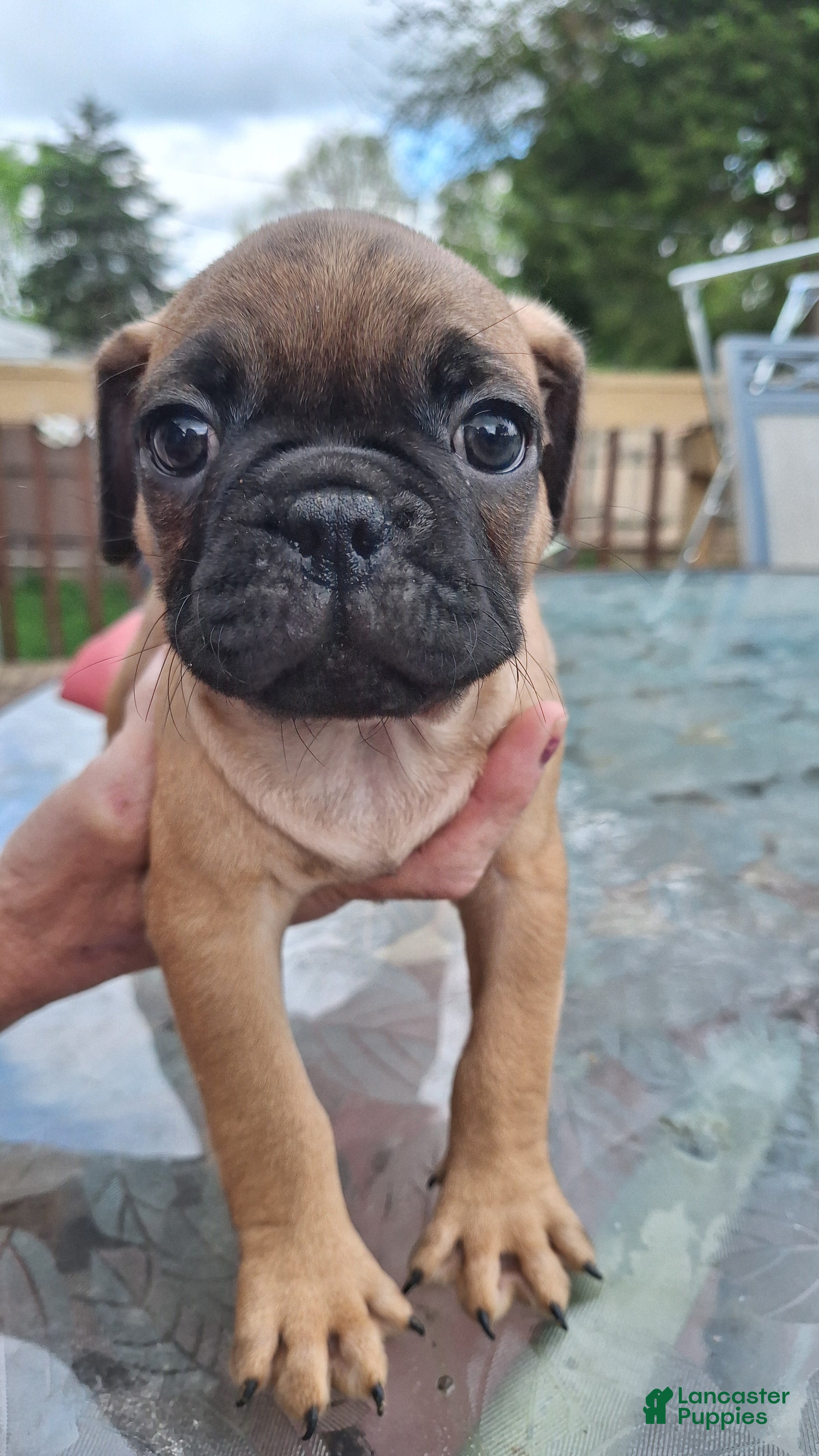 Mixed Breed dogs for sale: Nutter Butter - Ad 1