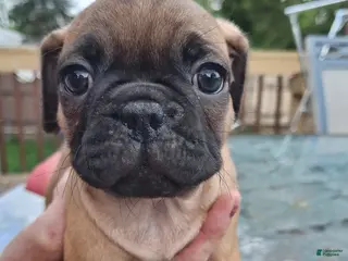 Mixed Breed dogs for sale: Nutter Butter - Ad 1