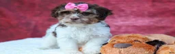 Teddy Bear dogs for sale:  Olive 🎀 - Ad 24
