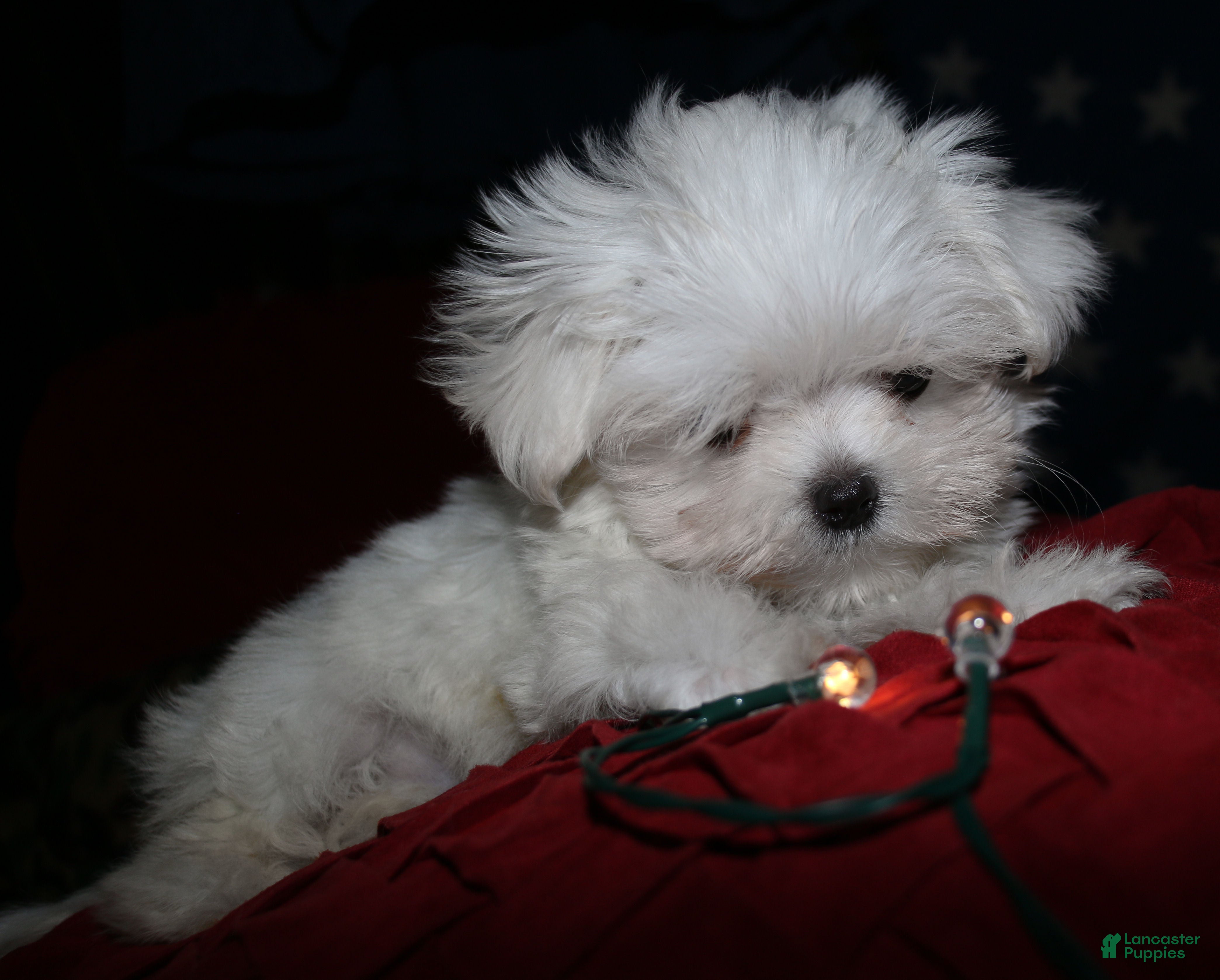 Maltese dogs Myrtle - Ad 2